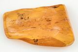 Detailed Fossil Oak Flower (Quercus) In Baltic Amber #200082-1
